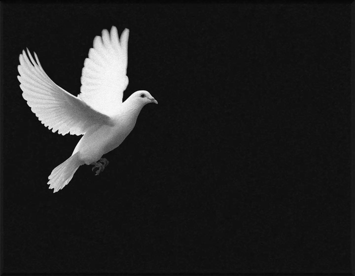 Lápida en láser paloma L.617