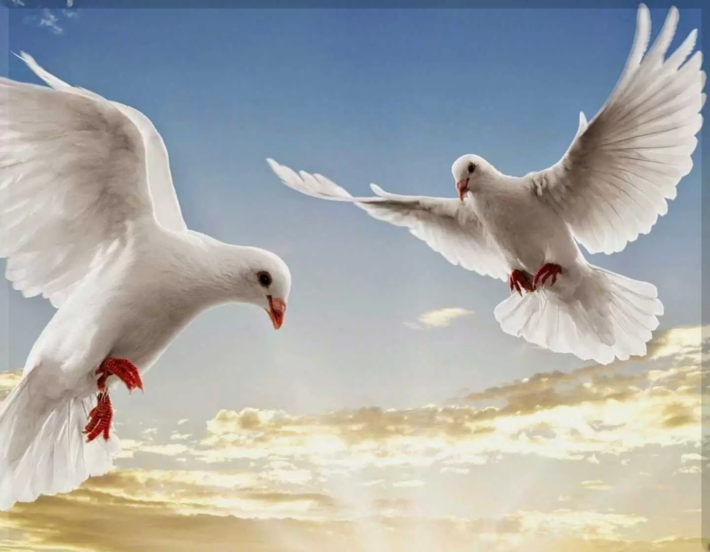 Porcelana palomas I.742