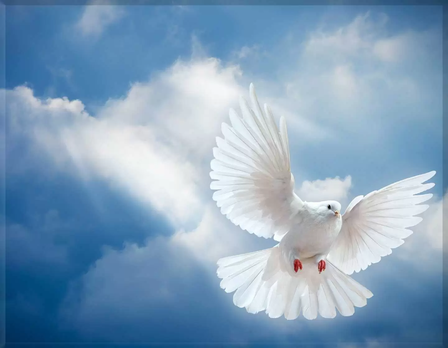 Porcelana paloma I.743