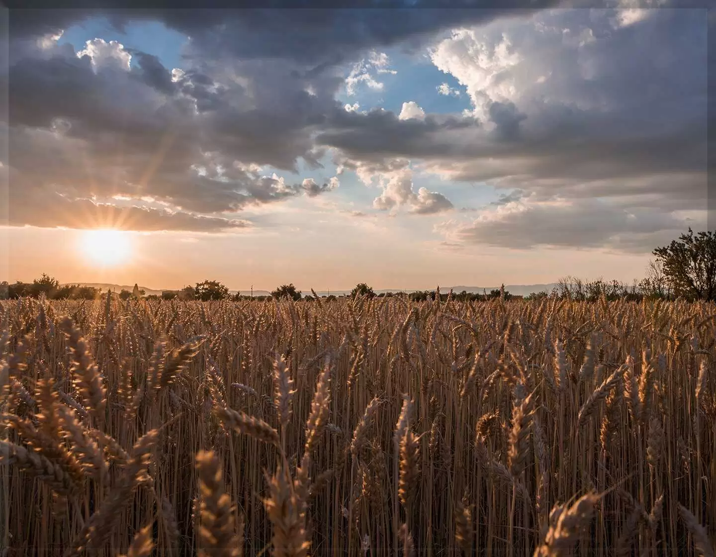 Porcelana naturaleza I.757