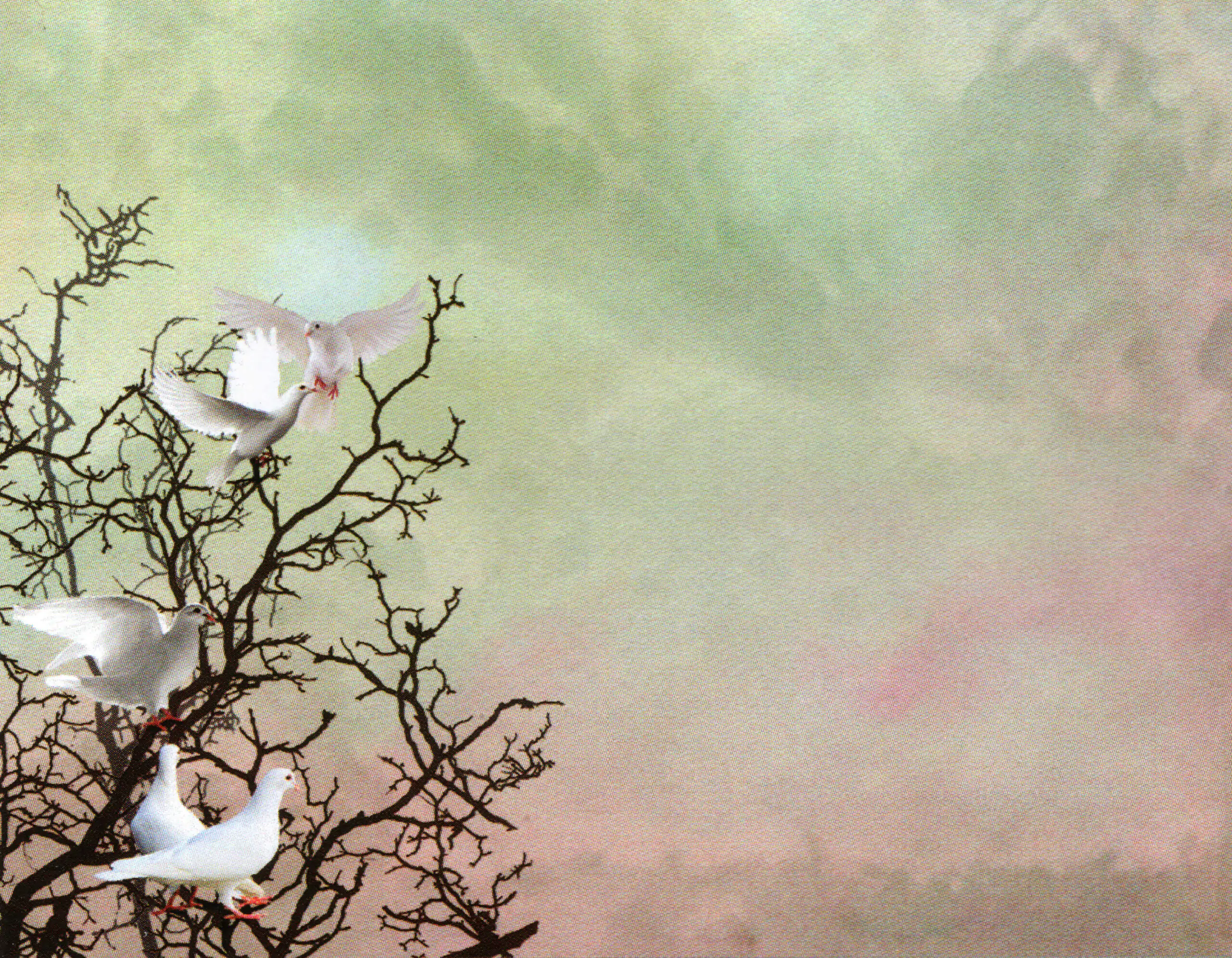 Porcelana Serie Natura 15