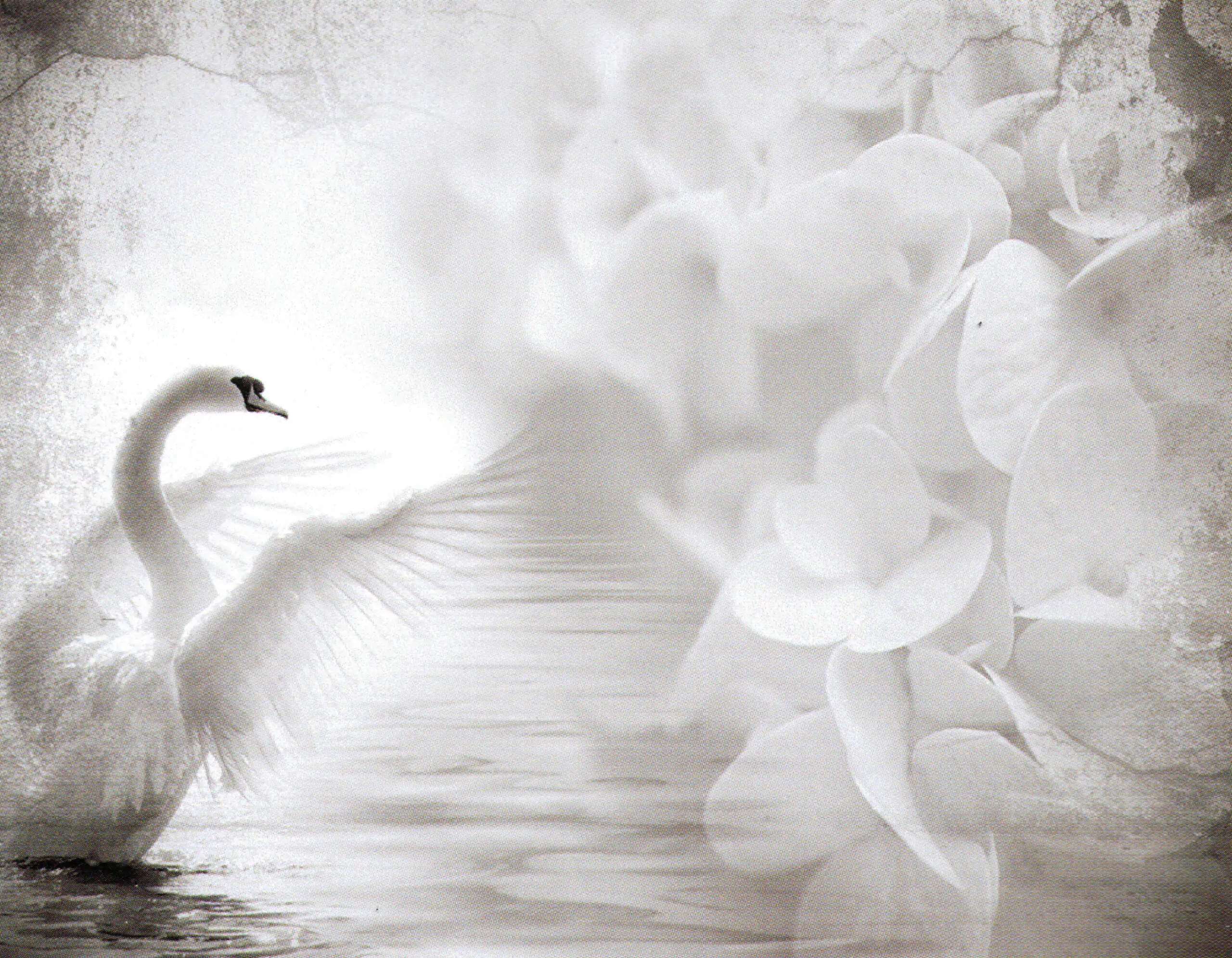 Porcelana Serie Natura 22