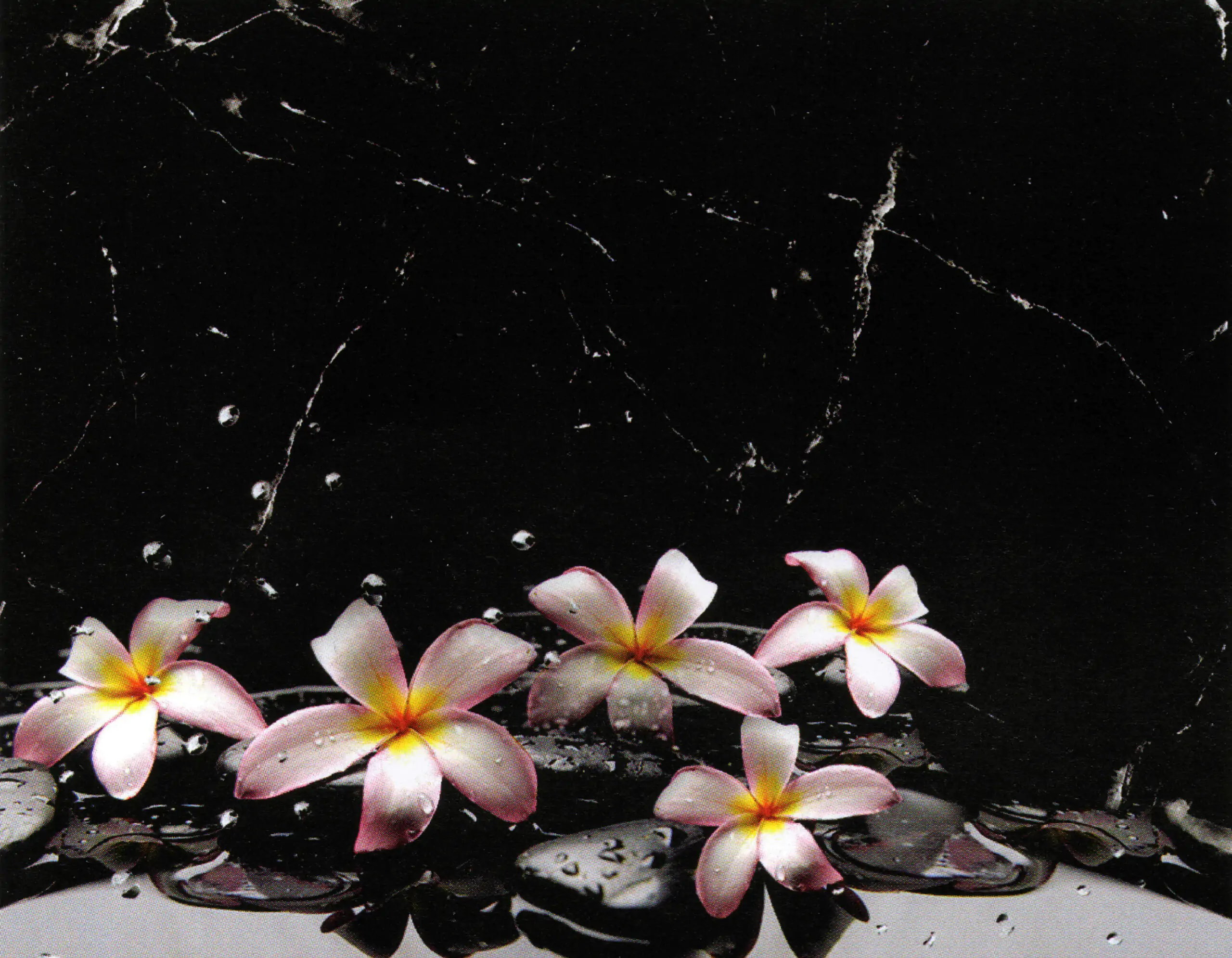 Porcelana Serie Natura 27