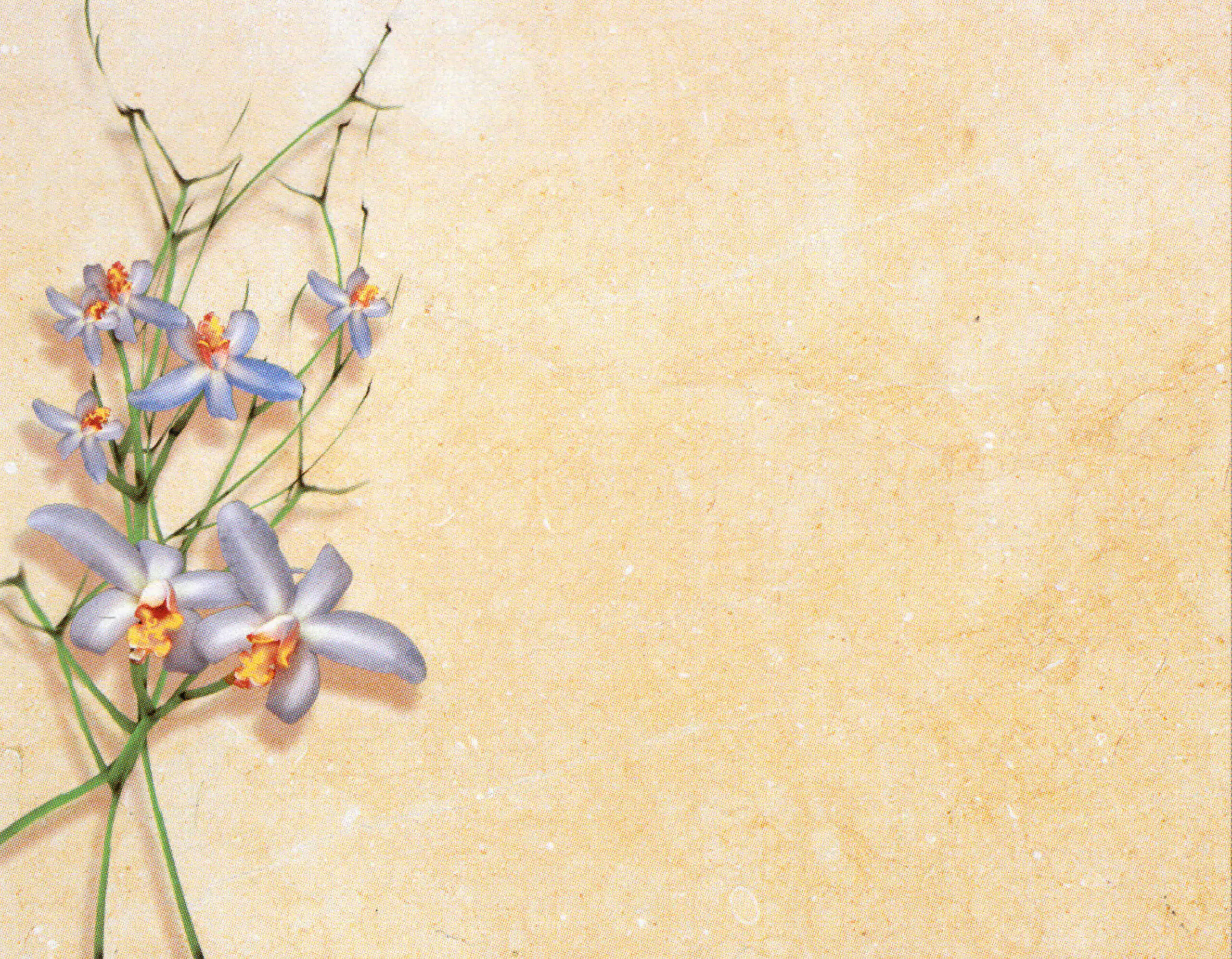 Porcelana Serie Natura 34