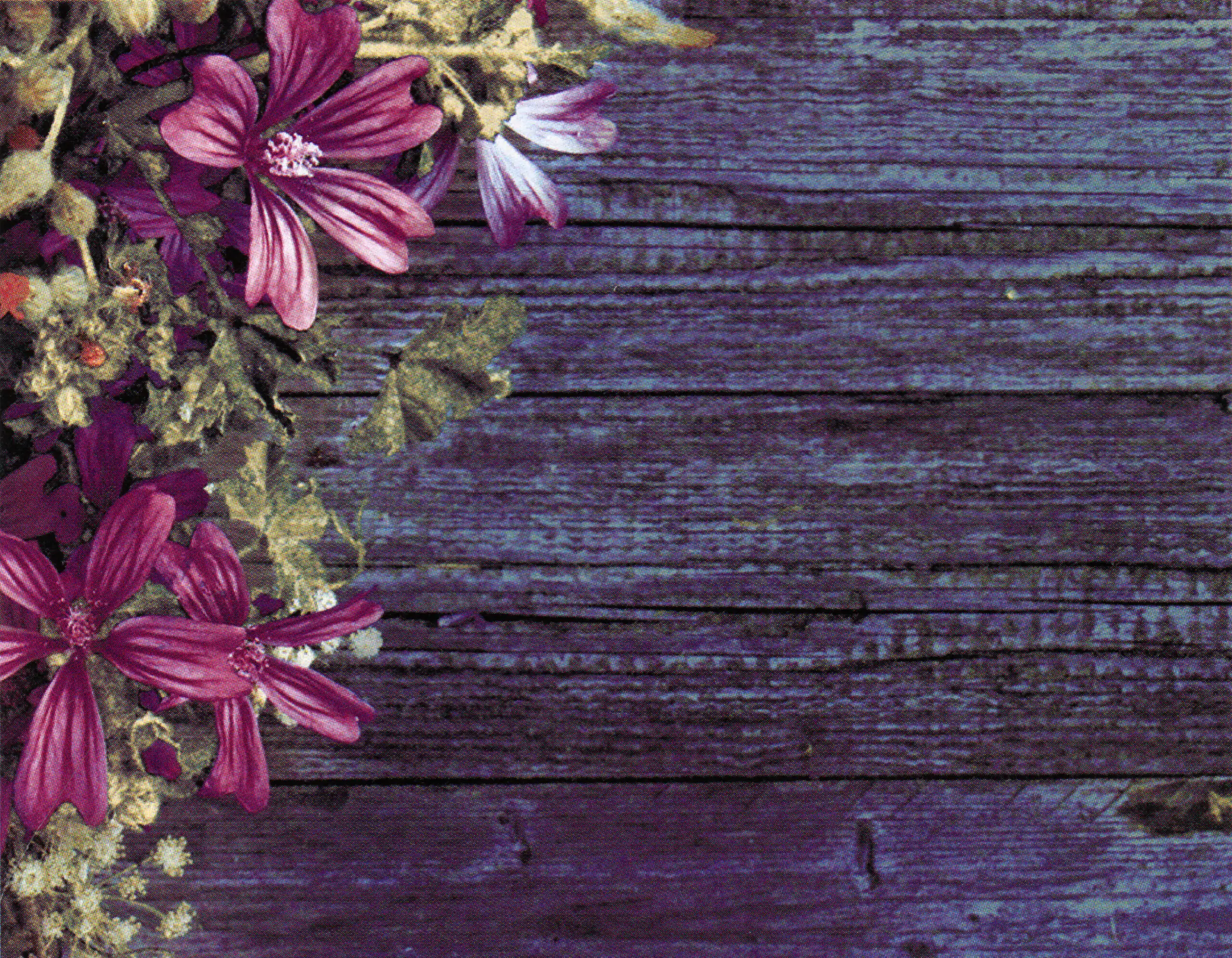 Porcelana Serie Natura 55