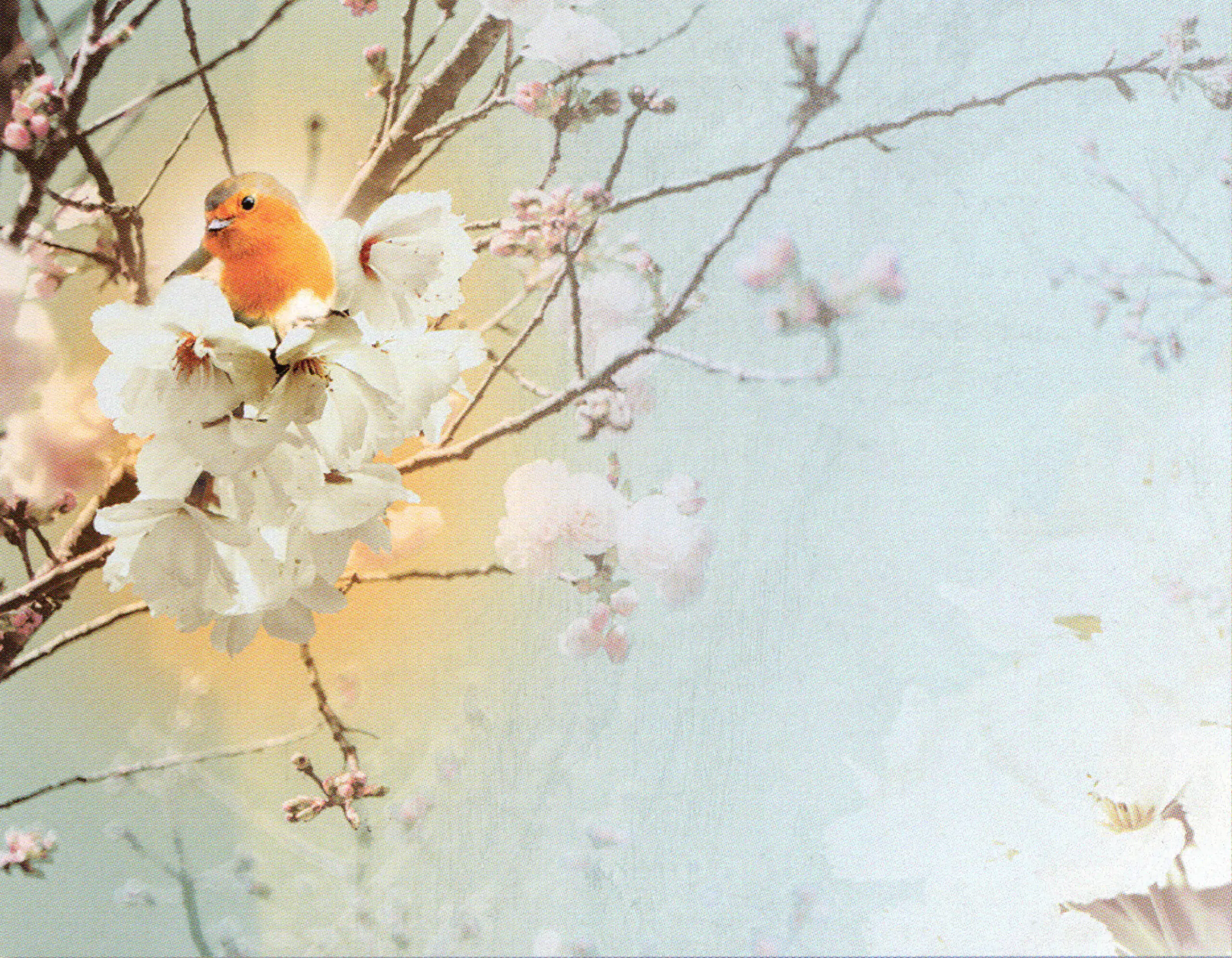 Porcelana Serie Natura 62